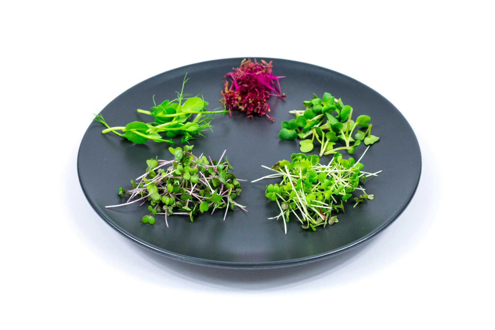Plated main course with microgreens